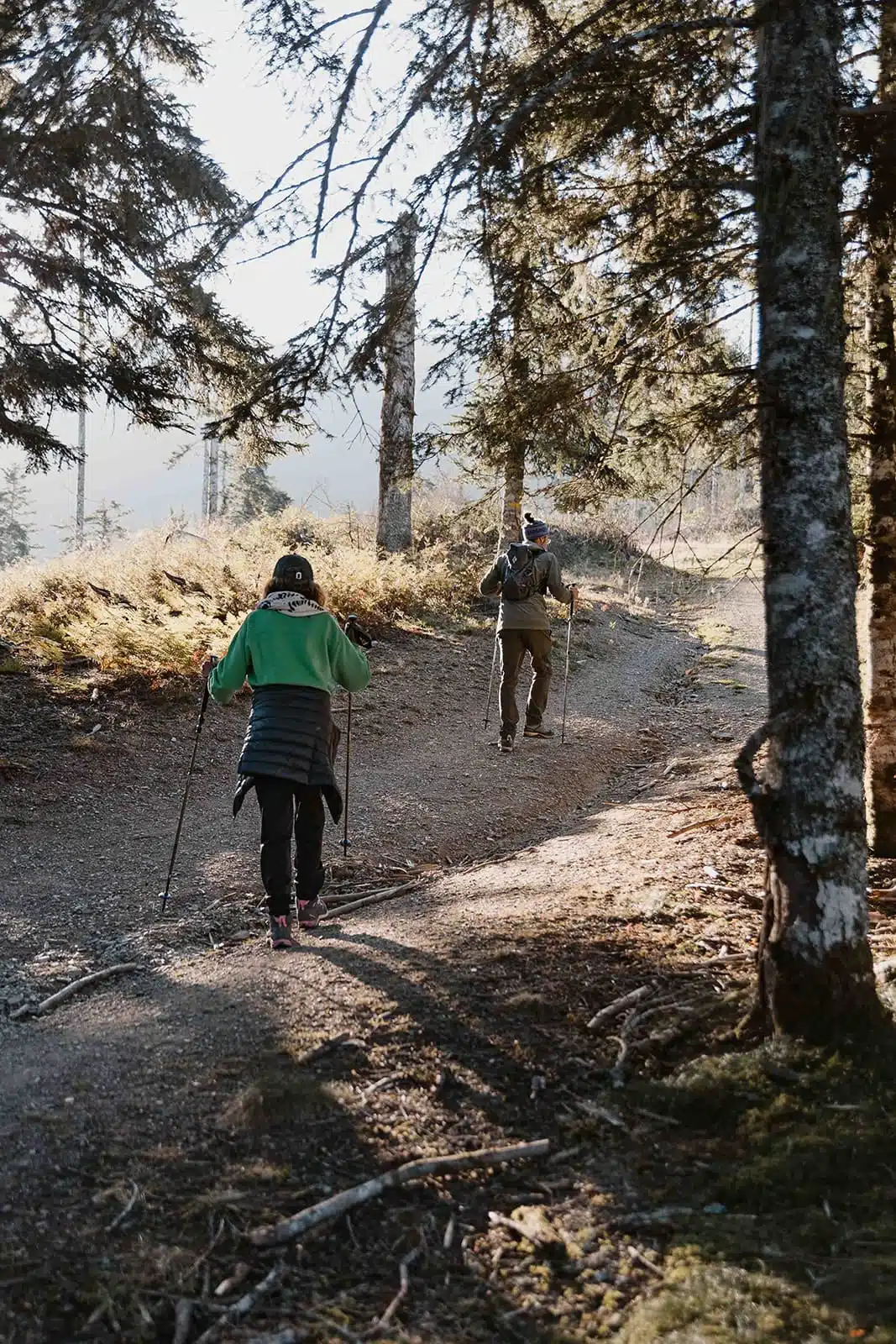 Élément Terre : marche consciente en forêt