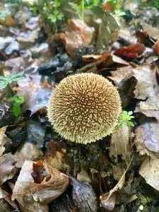Livre d'Or | Maison Akasha Yoga Hautes-Pyrénées