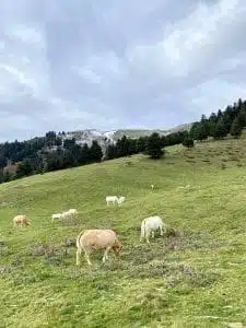 Livre d'Or | Maison Akasha Yoga Hautes-Pyrénées
