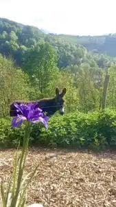 Livre d'Or | Maison Akasha Yoga Hautes-Pyrénées