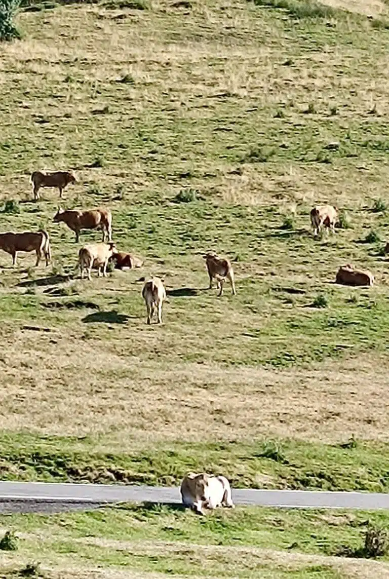 Livre d'Or - Maison Akasha Yoga Souvenir de stage yoga et randonnée chez Maison Akasha, Hautes-Pyrénées, du 11 au 14 juillet 2025, photo 3
