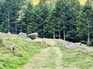 Livre d'Or | Maison Akasha Yoga Hautes-Pyrénées