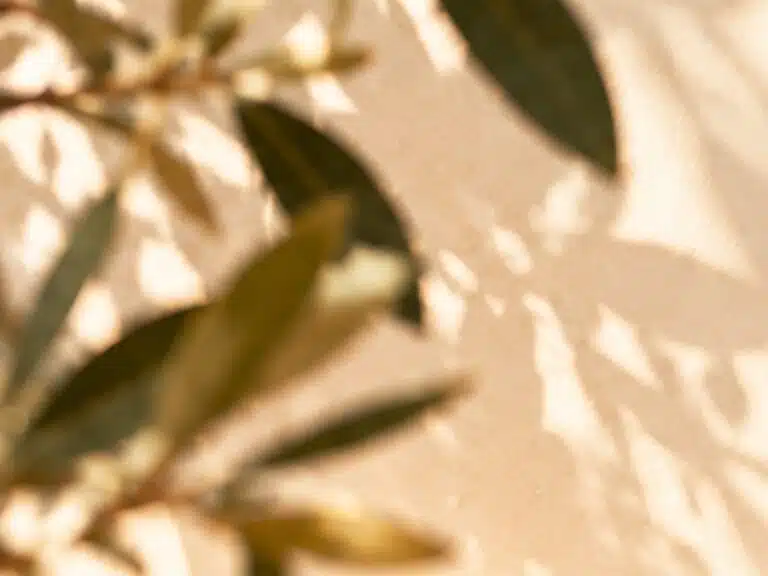 Livre d'Or - Maison Akasha Yoga Branches de feuilles d'olivier floues projetant leurs ombres sur un mur beige baigné de soleil, ambiance douce et chaleureuse